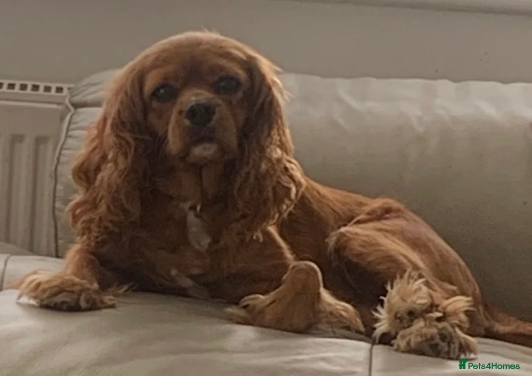 Cavapoo dogs for sale: Stunning F1 Cavapoo health tested parents  - Advert 2