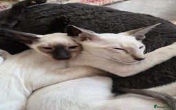 Siamese cats for sale: Siamese Seal Point & Seal Tabby point Ready Now  - Image 14