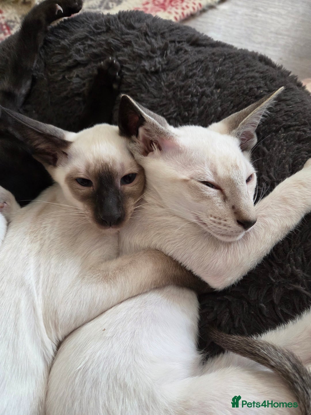 Siamese cats for sale: Siamese Seal Point & Seal Tabby point Ready Now  - Image 14