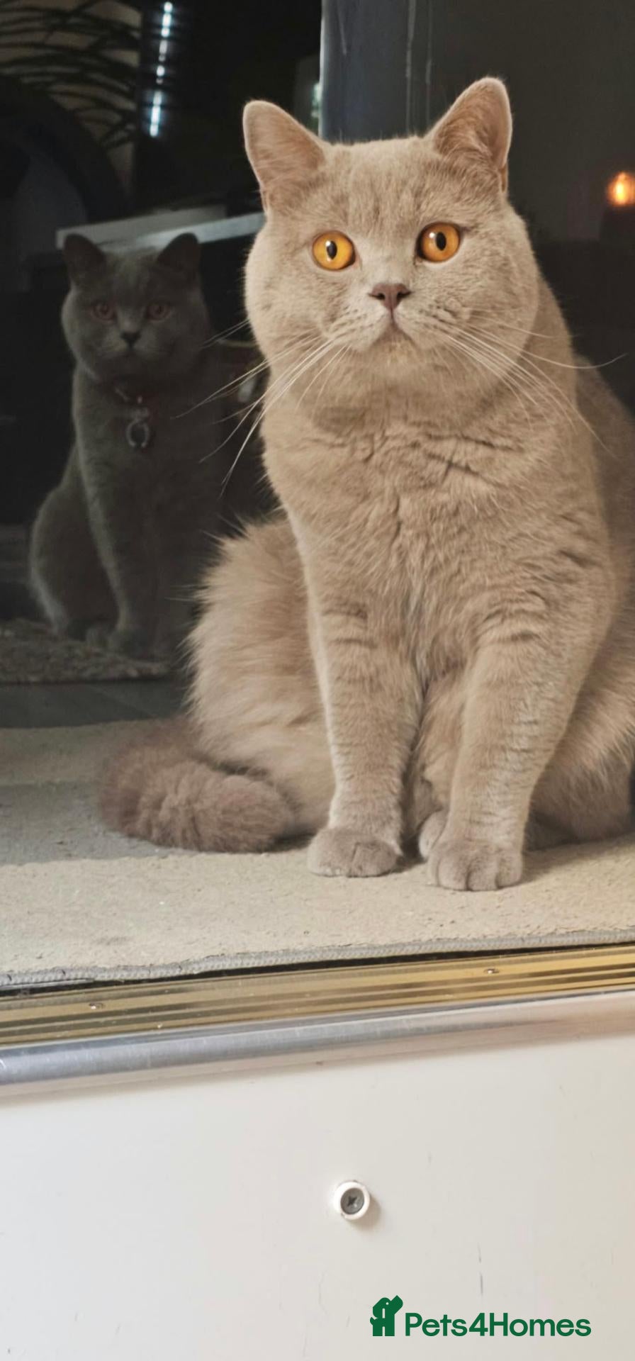 British Shorthair cats for stud:  British Shorthair STUD - Advert 2