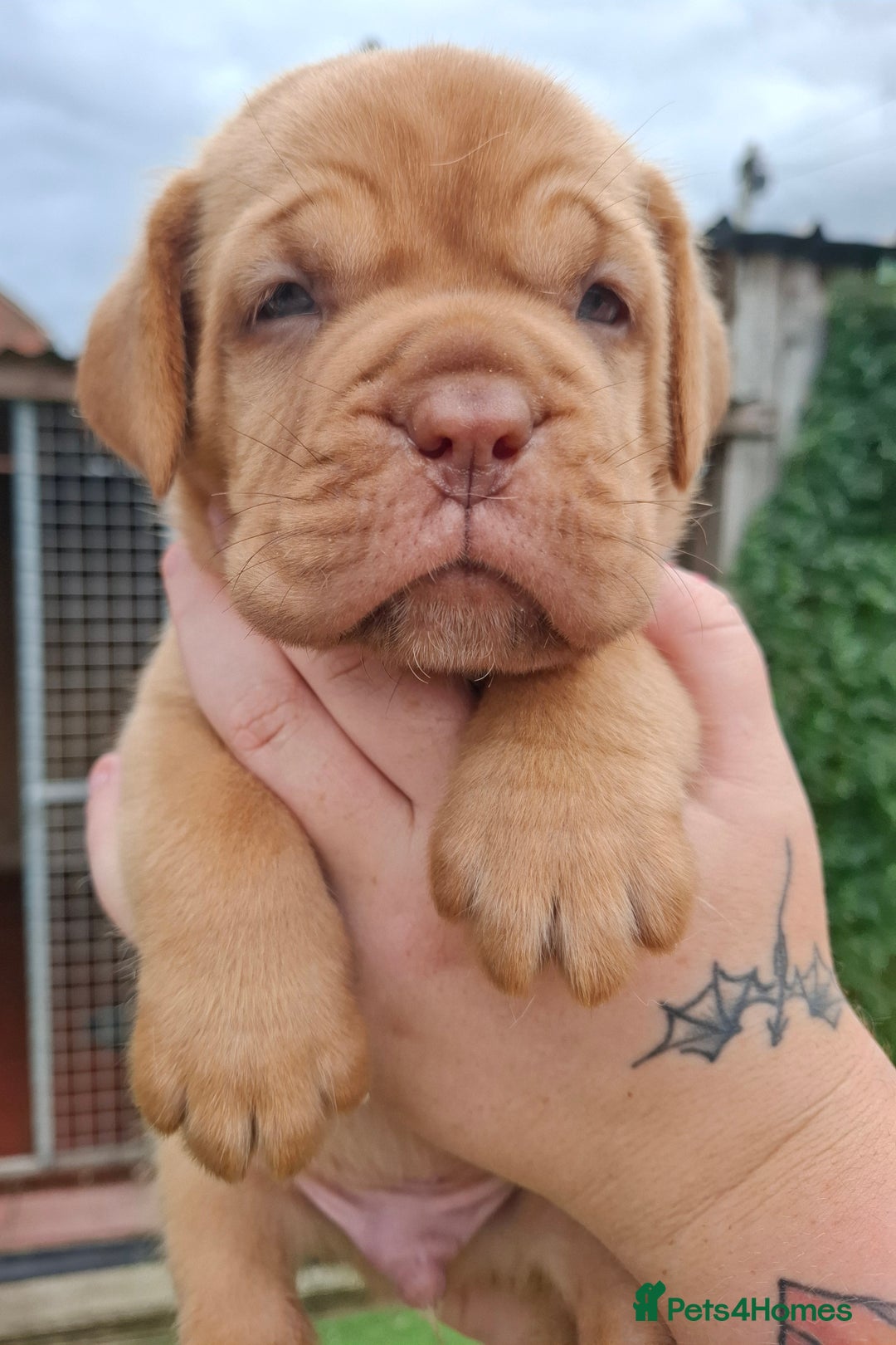 Dogue De Bordeaux dogs for sale: Dogue de Bordeaux pups  - Image 23