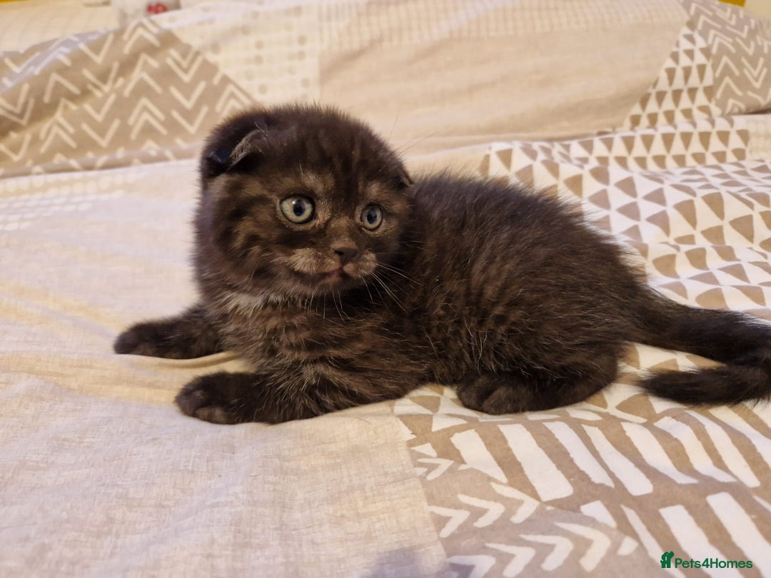 Scottish Fold cats for sale: Beautiful 😍 Scottish Fold/Straight kittens  - Advert 11