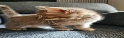 Mixed Breed cats for sale: Beautiful Kittens  - Advert 13