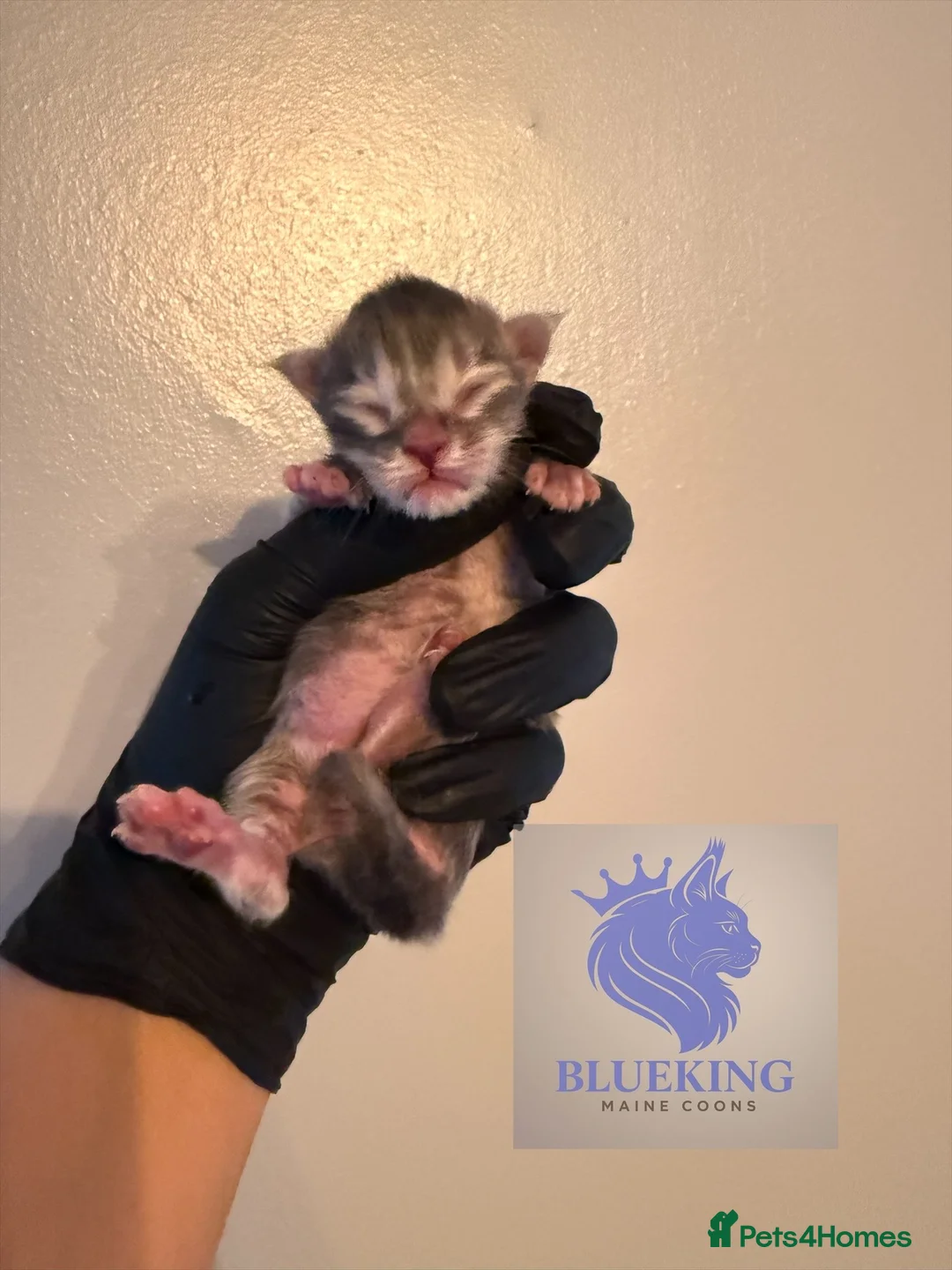 Maine Coon cats for sale: 👑 Stunning pedigree Maine coon kittens 👑  - Advert 4