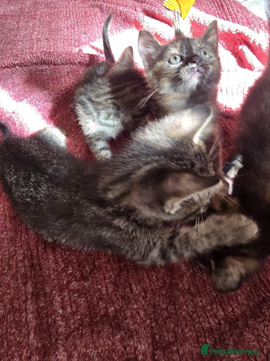 Mixed Breed cats for sale: Beautiful kittens  - Image 6