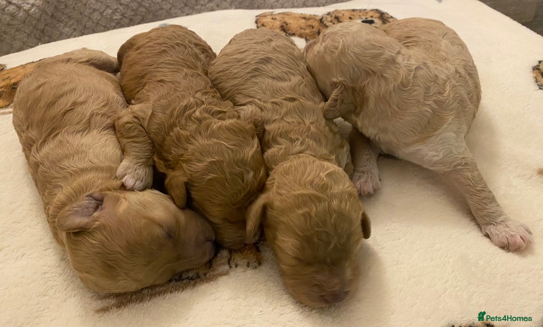 Cavapoo dogs for sale: Gorgeous Teddybear Cavapoo Puppies health checked  - Advert 22