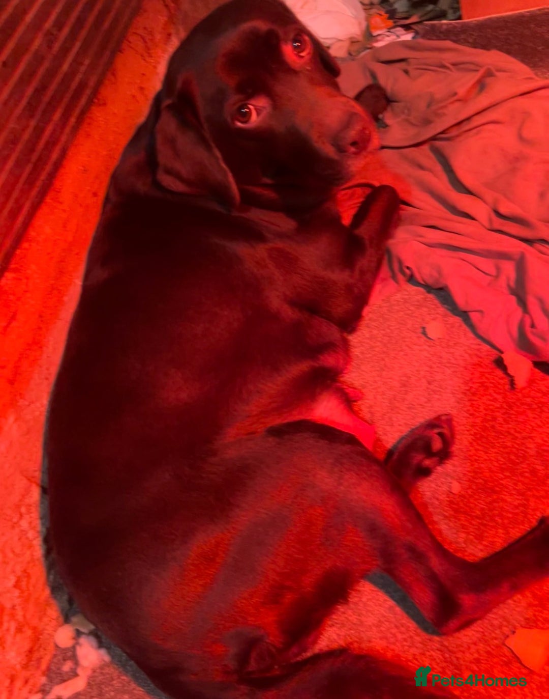 Labrador Retriever dogs for sale: 🌟 Fully vaccinated Chunky pedigree Labradors 🌟  - Advert 3