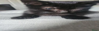 Salem