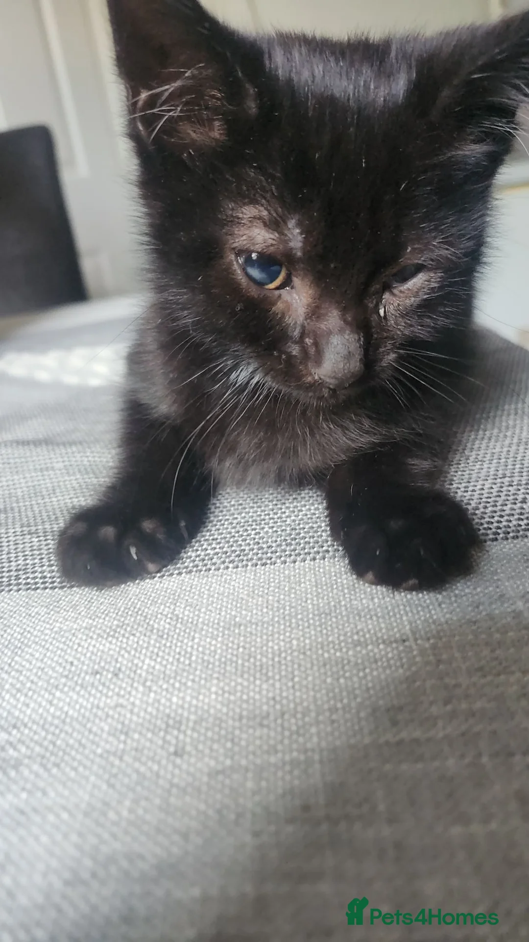Mixed Breed cats for sale: 3 male kittens - Advert 4