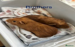 Guinea Pig rodents for sale: Boys and Girls Guinea Pigs - Image 2