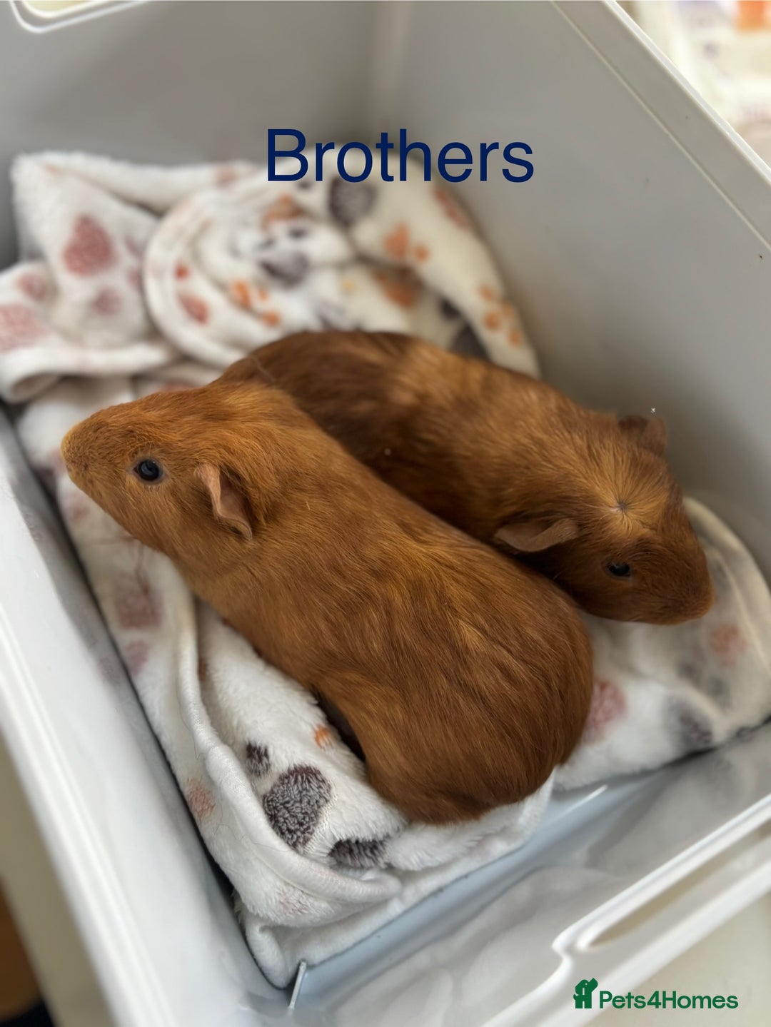 Guinea Pig rodents for sale: Boys and Girls Guinea Pigs - Image 2