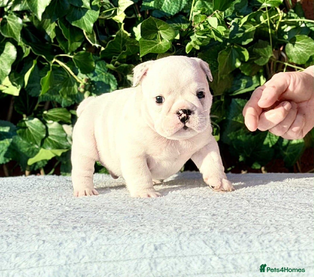 English Bulldog dogs for sale: ** PUREBRED STANDARD COLOUR BULLDOG PUPPIES** - Advert 9