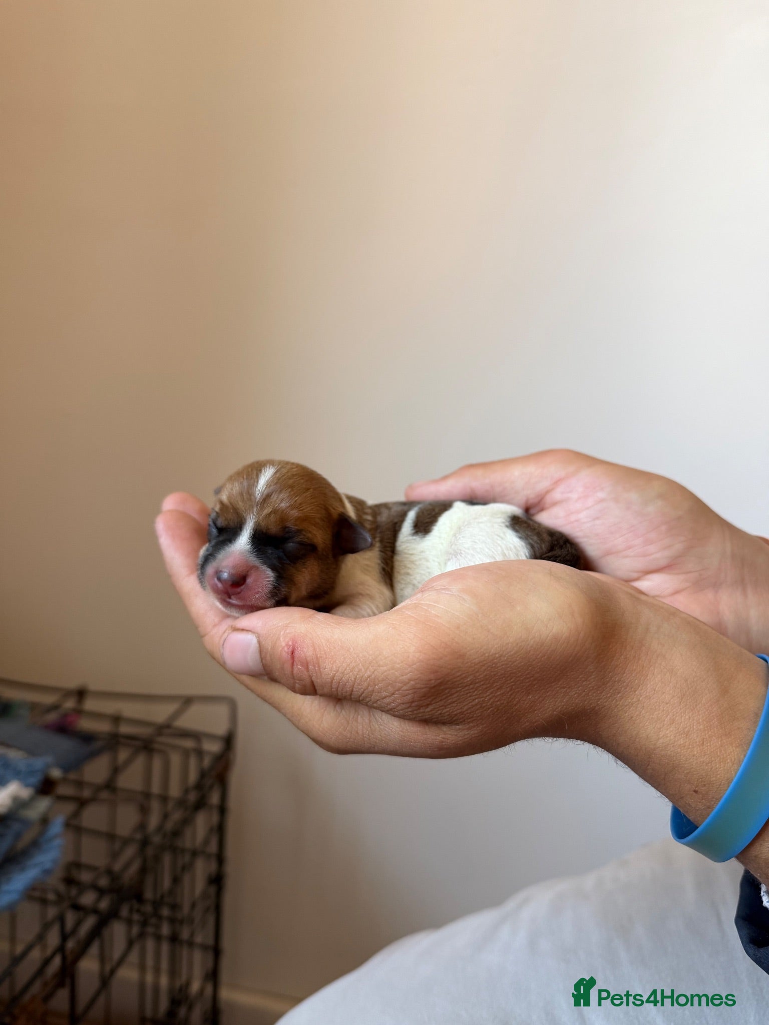 Jack Russell dogs 4 Quality pure Jack Russell puppies.   - Advert 12