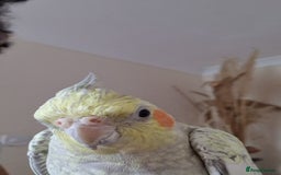 Cockatiels birds for sale: Two Cockatiels With Big Cage & Toys - Image 4