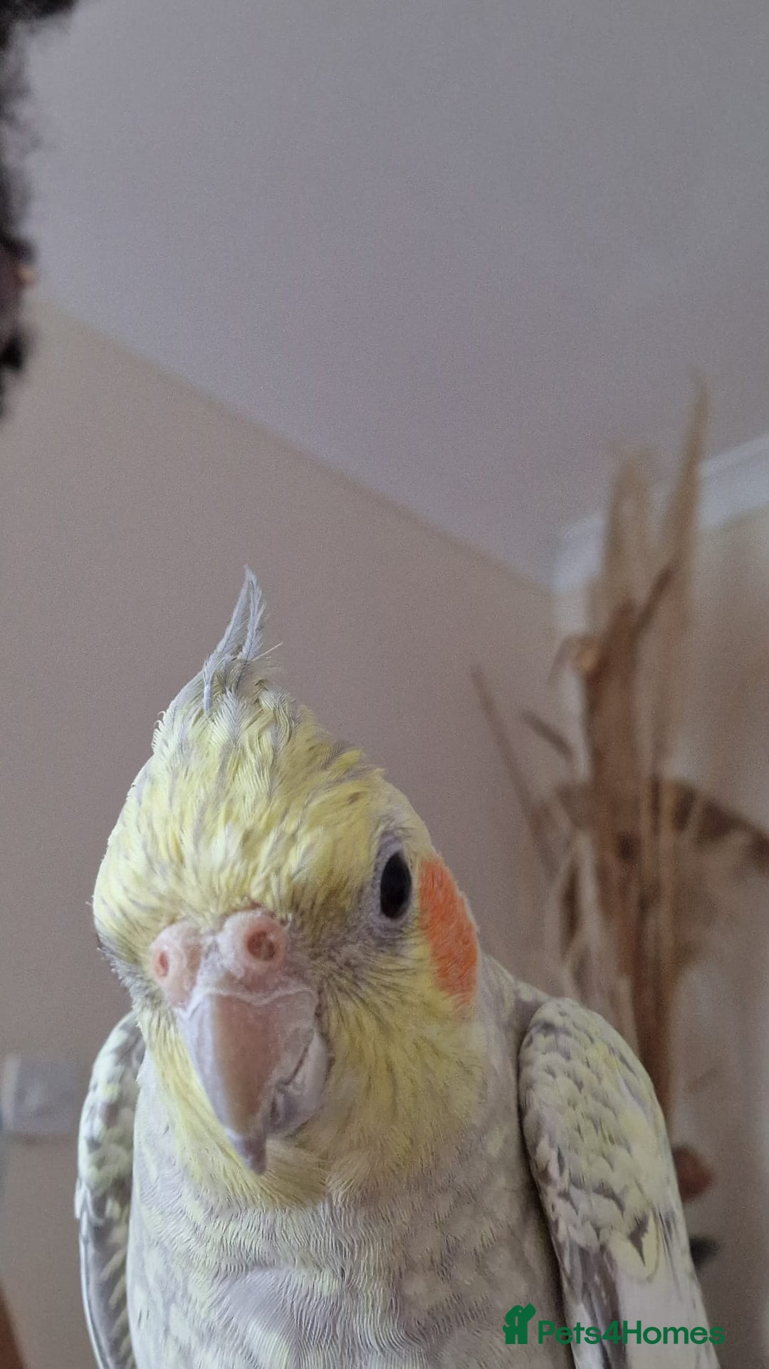 Cockatiels birds for sale: Two Cockatiels With Big Cage & Toys - Image 4