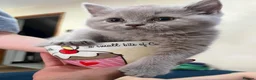 Scottish Fold cats for sale: Adorable Scottish Fold & Scottish Straight Kittens - Advert 6