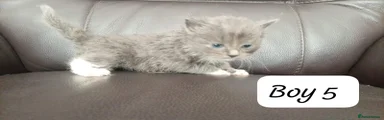 Ragdoll 7