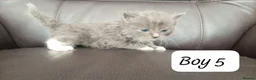 Mixed Breed cats for sale: Ragdoll mum and British short blue dad in Great Yarmouth - Advert 2