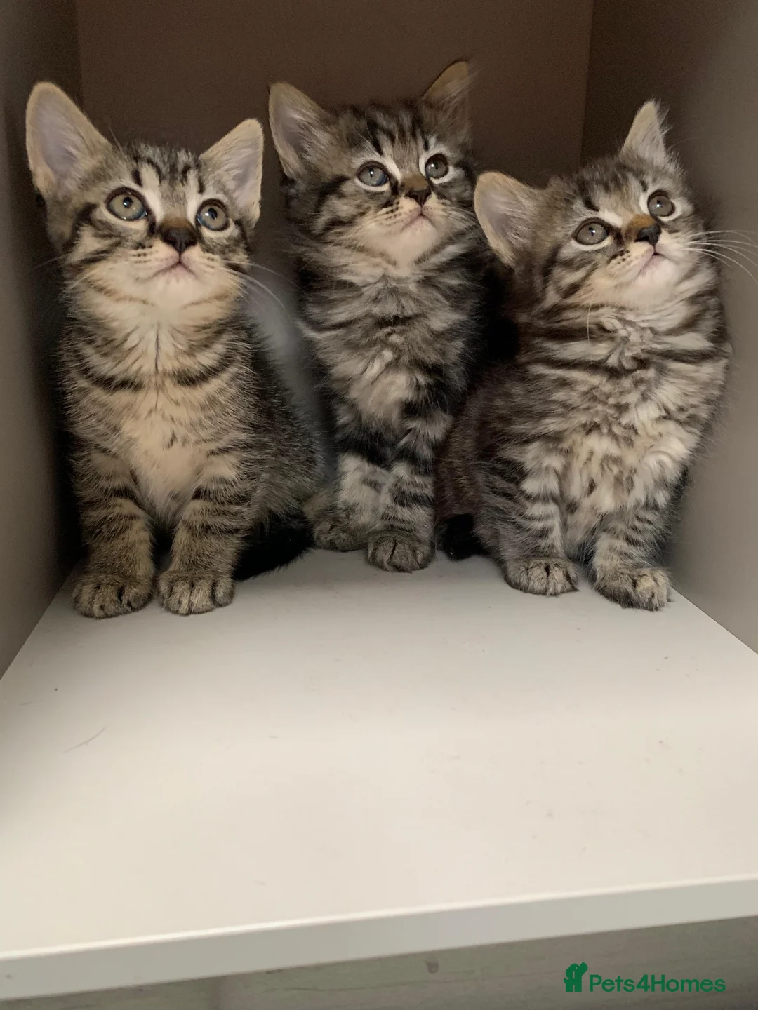 Mixed Breed cats for sale: Tabby kittens  - Advert 1