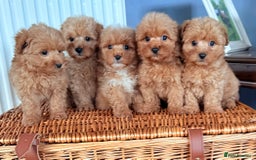 Cairn Terrier dogs for sale: STUNNING F1 cairn-oodle puppies  - Image 20