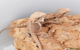 Bearded Dragon reptiles for sale: Bearded dragons hypo blue bar het trans  - Image 12