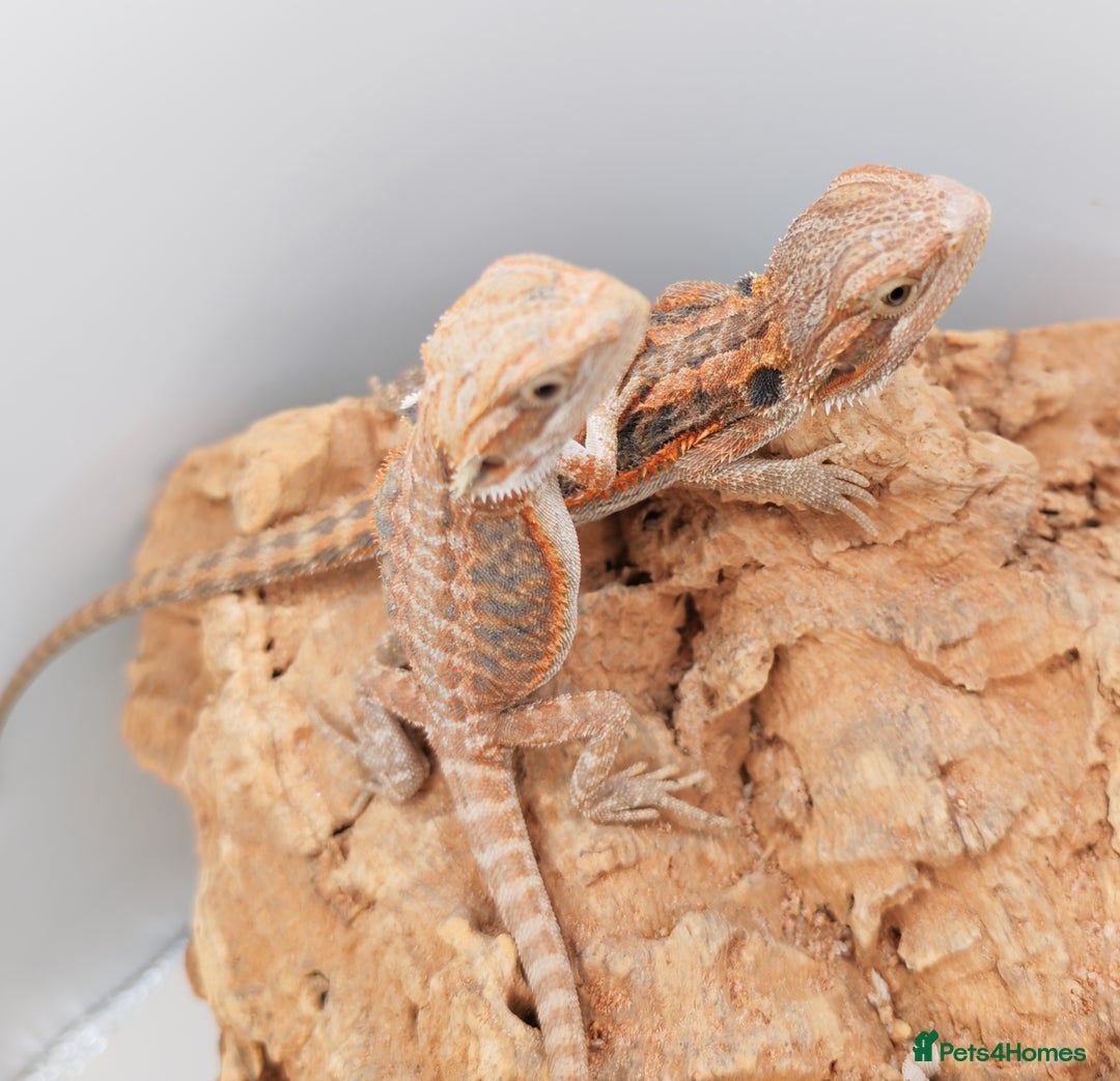 Bearded Dragon reptiles for sale: Bearded dragons hypo blue bar het trans  - Image 12