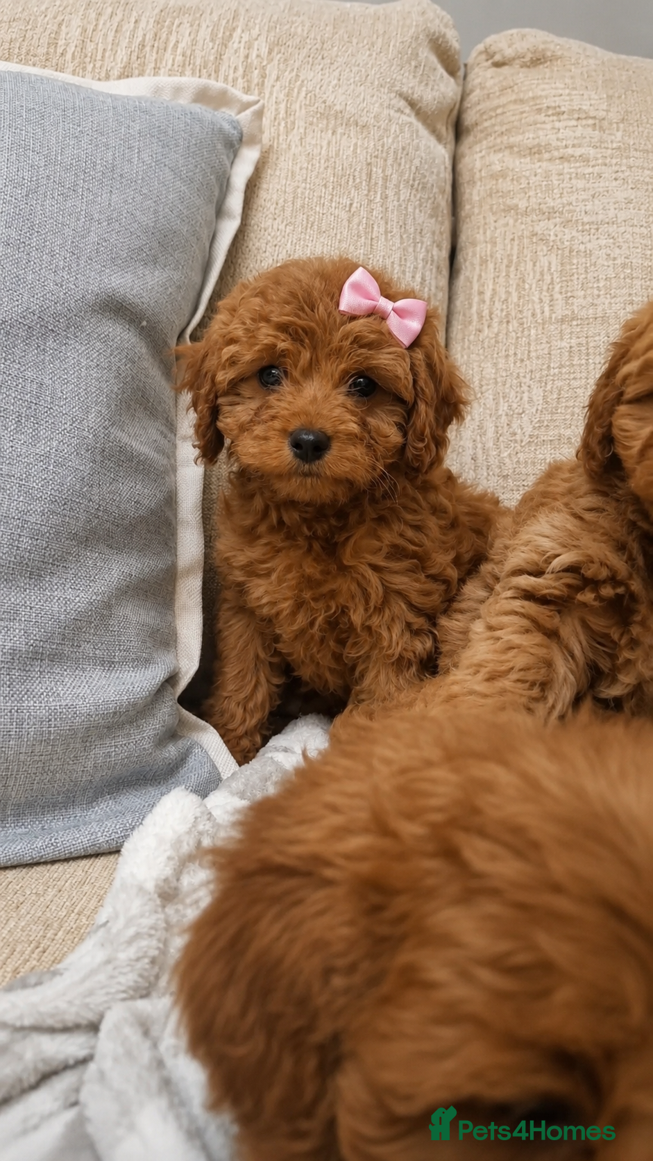 Cavapoo dogs ⭐️F1 Teddy bear cavapoo. Extensively health tested - Advert 9