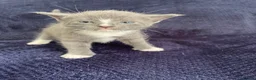 Mixed Breed cats for sale: Gorgeous grey, white and tabby kittens for sale - Advert 6