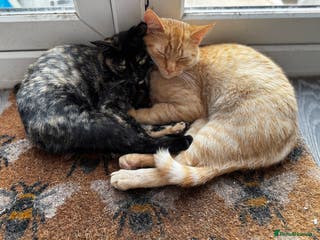 British Shorthair cats 2 beautiful 18 month old cats - Advert 13