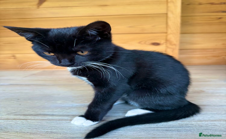 Mixed Breed cats - Advert 11