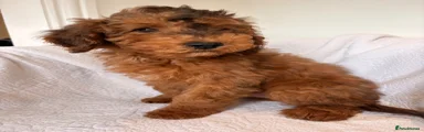 Cockapoo Puppy 1