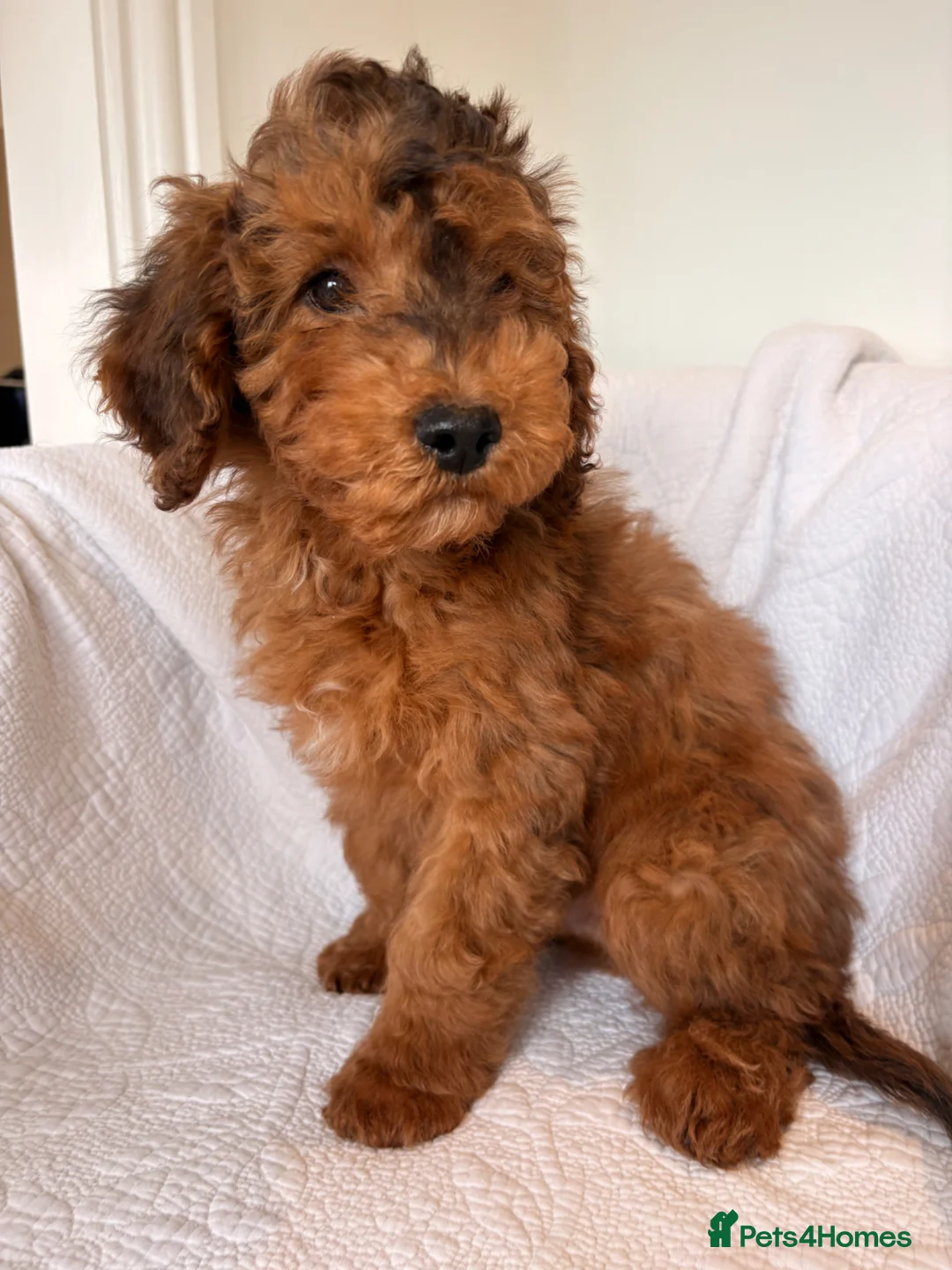 Cockapoo dogs for sale: LICENSED BREEDER HEALTH TESTED COCKAPOOS - Advert 1