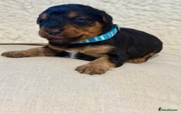 Welsh Terrier dogs for sale: Top Welsh terrier puppies  - Image 9