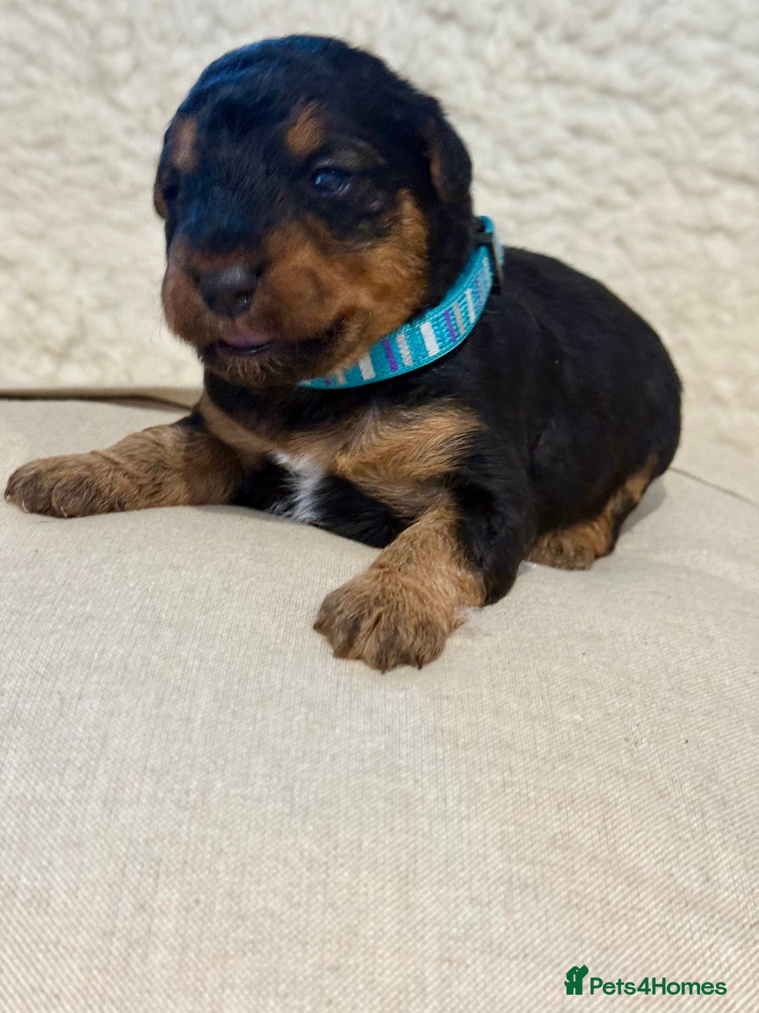 Welsh Terrier dogs for sale: Top Welsh terrier puppies  - Image 9