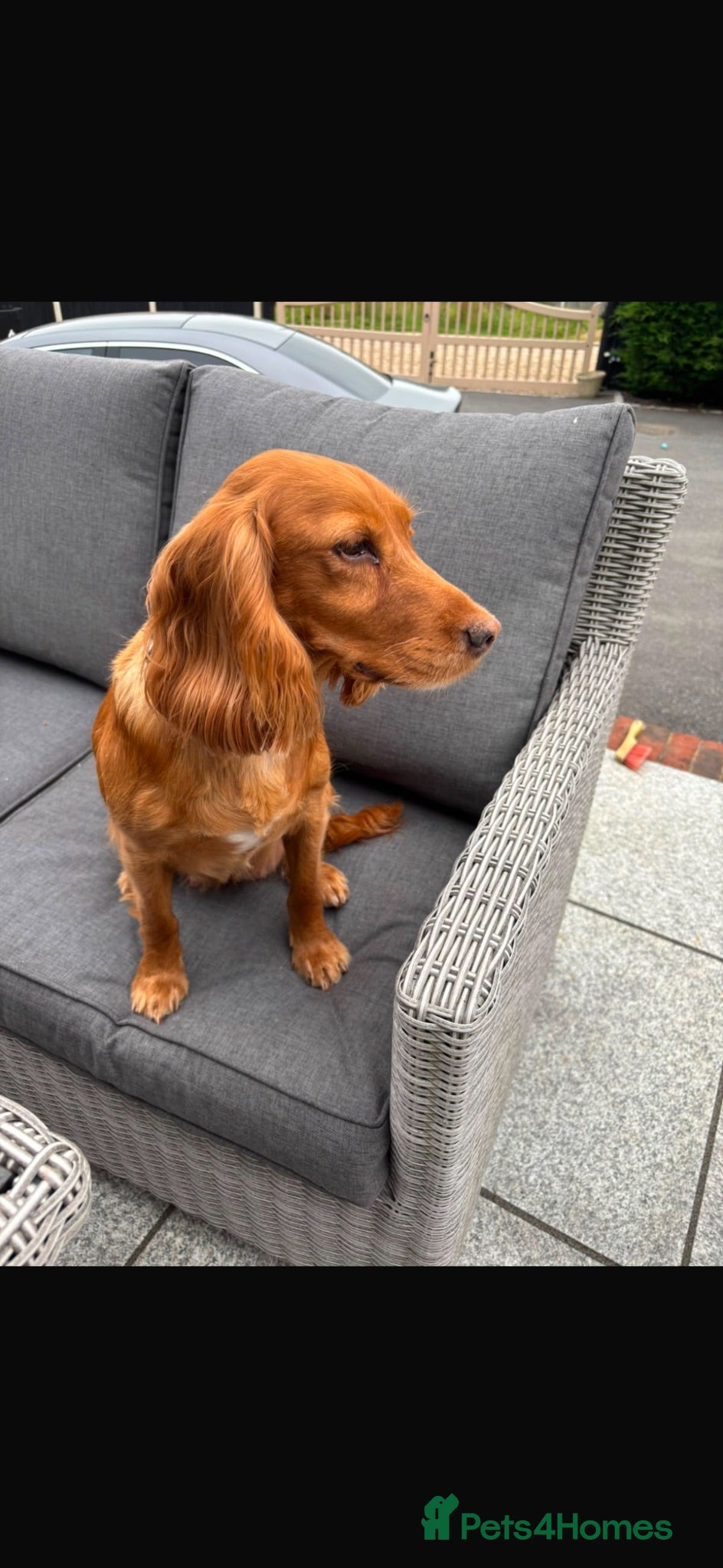 Cocker Spaniel dogs Cocker spaniel health tested and KC registered  - Advert 1