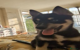 Pomsky dogs for sale: Gorgeous Male Pomsky aged 6 months ❤️ - Image 2