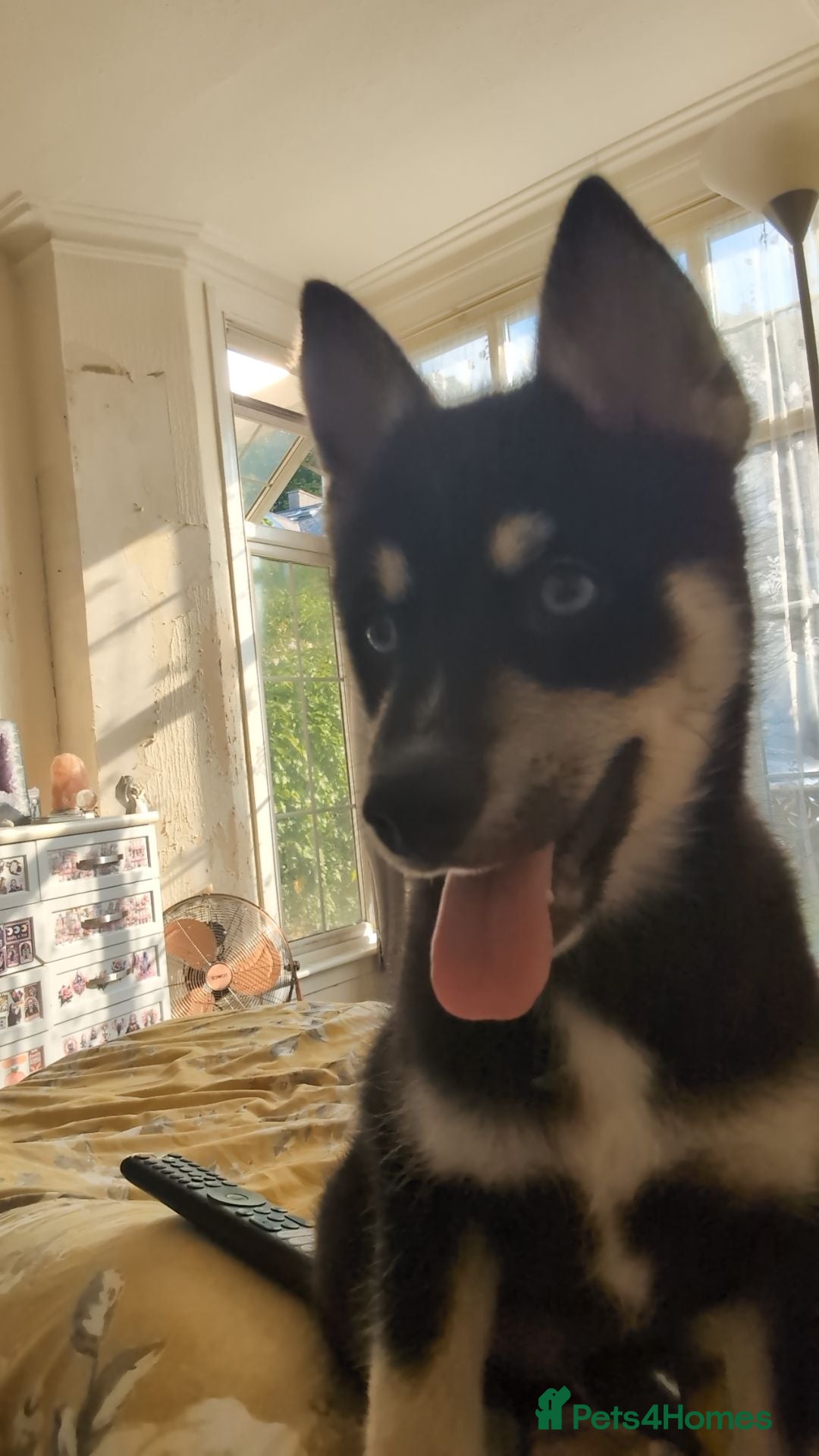 Pomsky dogs for sale: Gorgeous Male Pomsky aged 6 months ❤️ - Image 2