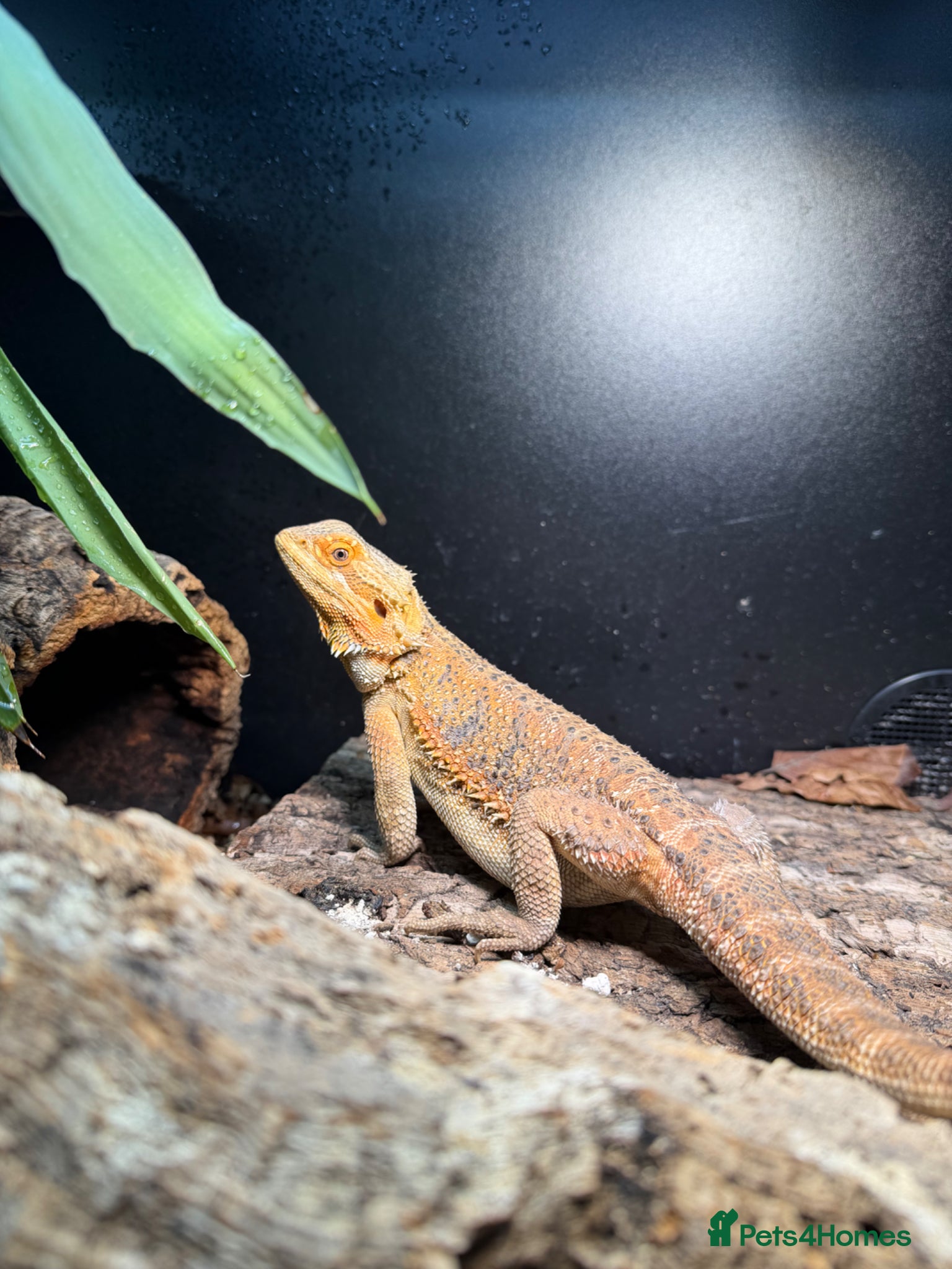 Bearded Dragon reptiles Bearded dragon - Advert 4