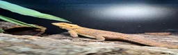Bearded Dragon reptiles for sale: Bearded dragon - Advert 1