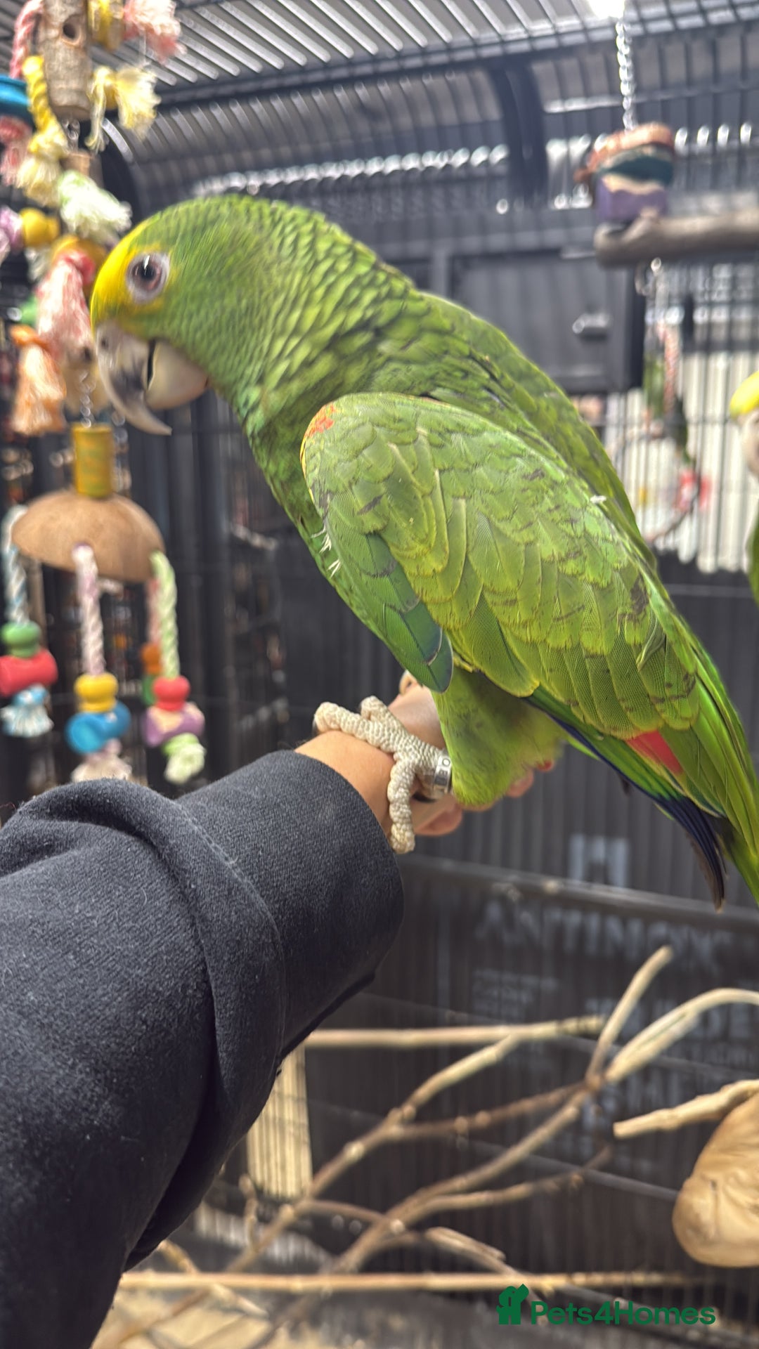 Parrots birds for sale: Selection of gorgeous handreared baby amazons  - Advert 3