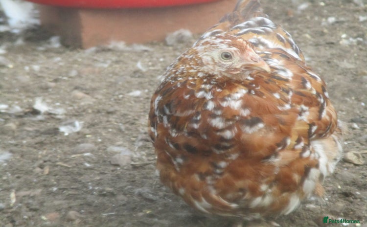 Hens poultry - Advert 1