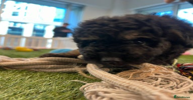 Goldendoodle dogs - Advert 1