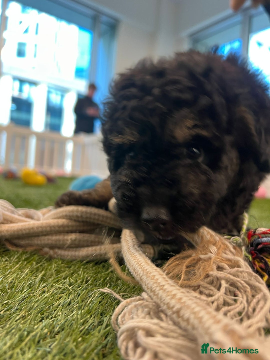 Goldendoodle dogs for sale: 🐶 Stunning goldendoodle puppies 🐶 - Image 4