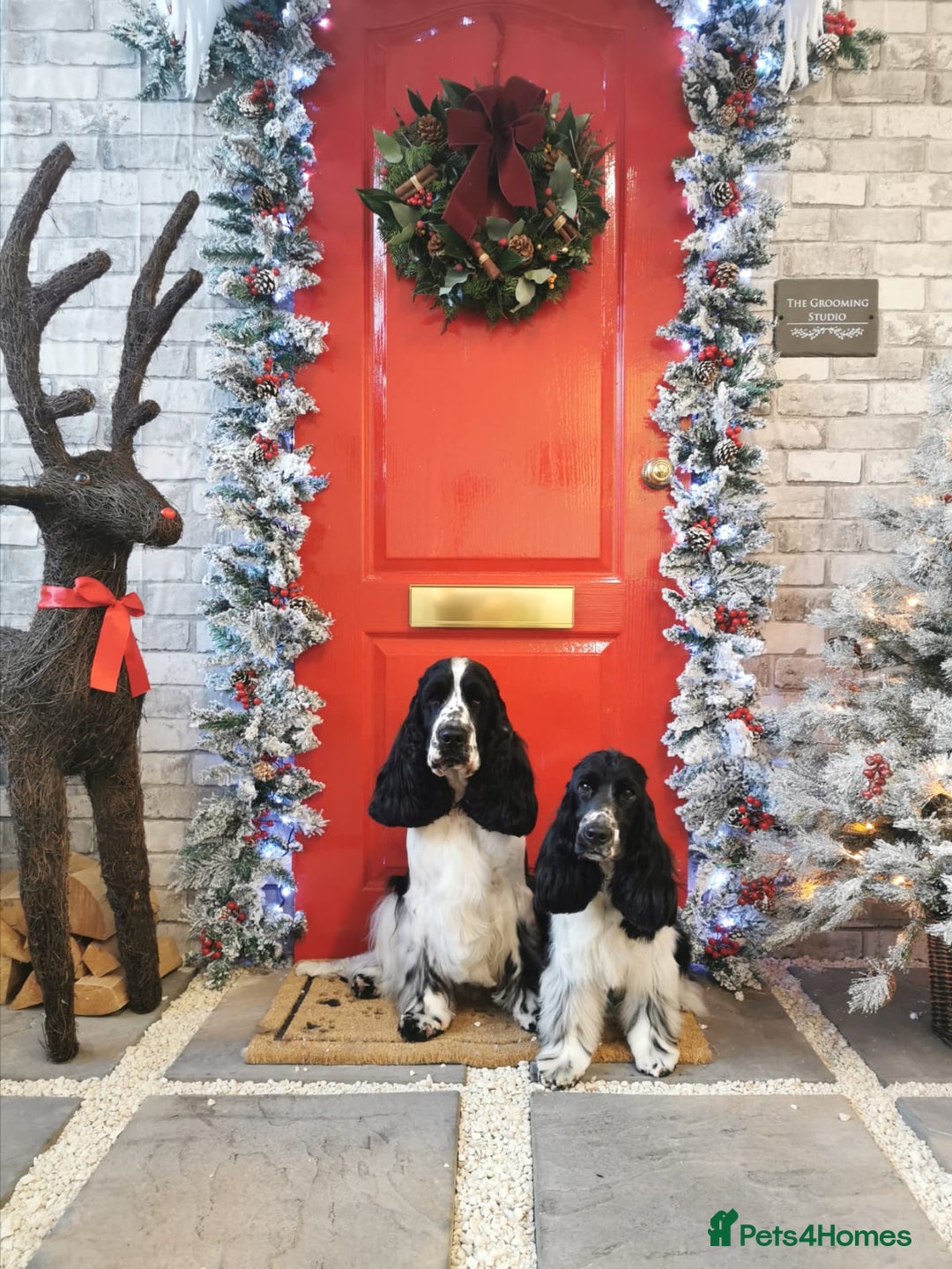 Cocker Spaniel dogs for stud: Full Show cocker spaniel Stud fully health tested  - Advert 8