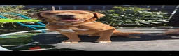 Labrador Retriever dogs for sale: 3 years old  in Turriff - Advert 2