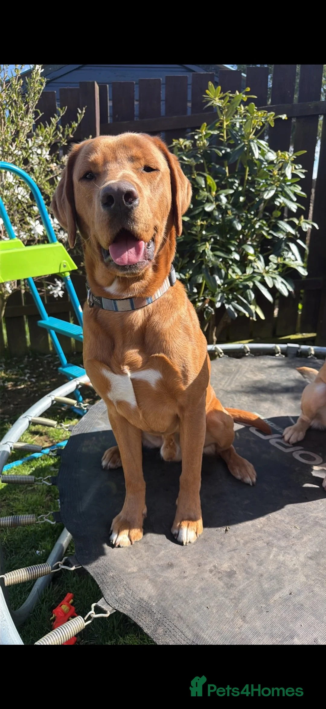 Labrador Retriever dogs for sale: 3 years old  in Turriff - Advert 2
