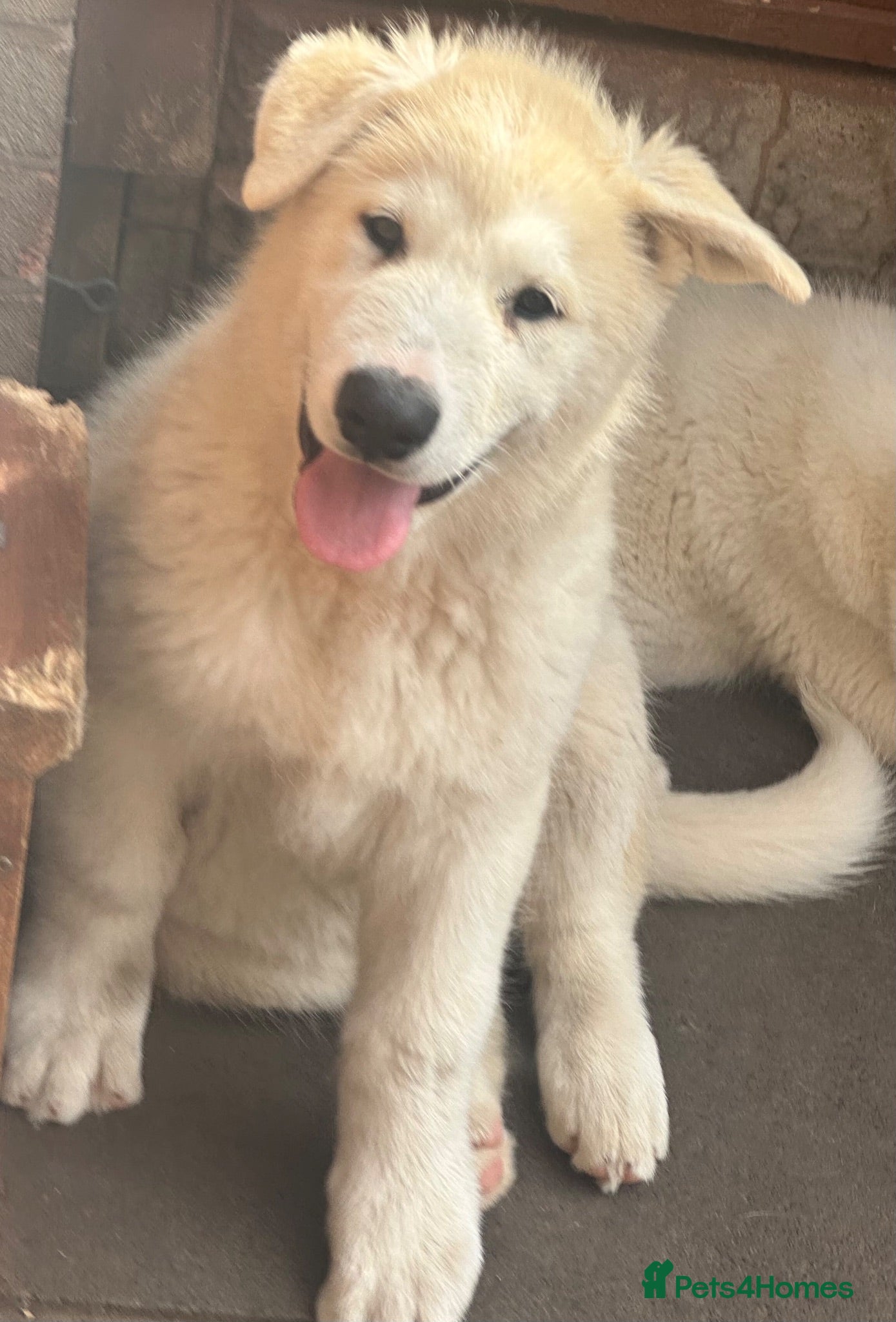 Alaskan Malamute dogs Pure white Alaskan Malamutes  - Advert 2