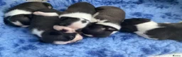 Boston Terrier dogs for sale: 5 BEAUTIFUL BOSTON TERRIER PUPPIES  - Advert 30