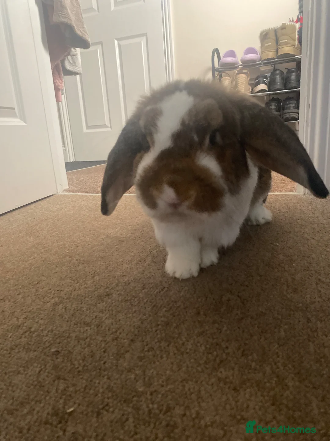 English Lop rabbits for sale: lovely english giant lop  in Norwich - Advert 5