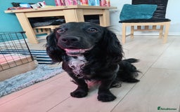 Cockapoo dogs for sale: 7 cockerpoos puppy's for sale - Image 2